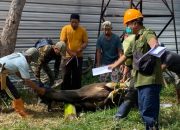 Idul Adha 1445 H, RSUD Hajjah Andi Depu Kurban 5 Ekor Sapi
