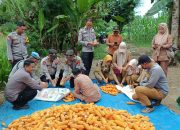Kapolsek Tinambung Hadiri Panen Raya Jagung Gugus Tugas Polri Guna Mendukung Ketahanan Pangan Nasional Tahun 2025