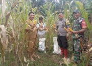 Dukung Swasembada Pangan, Bhabinkamtibmas Subsektor Anreapi Polres Polman dan Babinsa Dampingi Petani Panen Jagung di Desa Binaan