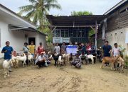 Pemprov Sulbar Salurkan Bantuan Ternak Kambing 1.870 Ekor untuk Peternak Lokal di Lima Kabupaten