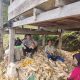 Dukung Ketahanan Pangan, Bhabinkamtibmas Polsek Tapango Laksanakan Panen Jagung Bersama Warga di Desa Kurrak