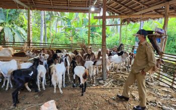 SDK-JSM Salurkan Bantuan Kambing, : Inspektorat Pastikan Tepat Sasaran