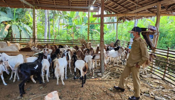 SDK-JSM Salurkan Bantuan Kambing, : Inspektorat Pastikan Tepat Sasaran