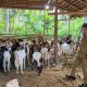SDK-JSM Salurkan Bantuan Kambing, : Inspektorat Pastikan Tepat Sasaran