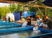 DKP Sulbar Salurkan Ribuan Bibit Ikan Nila, Dukung Ekonomi dan Perangi Stunting