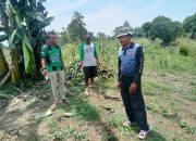 Bhabinkamtibmas Polsek Tapango Sosialisasikan Program Swasembada Pangan Nasional 2025