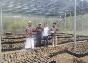 Dukung Peremajaan Kakao dan Ketersediaan Benih di Sulbar, Disbun Identifikasi Kebun Masyarakat di Tiga Kabupaten