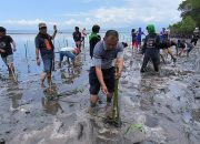 Aksi Nyata Pecinta Alam: Ribuan Pohon Mangrove Hijaukan Pesisir Pulau Battoa