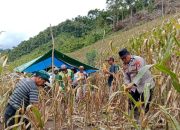 Kanit Binmas Polsek Matangnga Hadiri Panen Jagung Kelompok Tani Mesakada di Desa Tapua