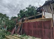 BPBD Sulbar Pastikan Penanganan Cepat Pohon Tumbang di Mamasa