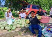 SDK–JSM Dorong Ketahanan Pangan, UPTD BBTPH DINAS TPHP Langsung Tancap Gas Panen Melon”