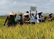 Dukung Program Presiden Prabowo, Baznas Panen Raya Padi Ramah Lingkungan di Polman