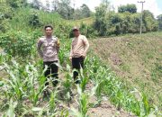 Dukung Ketahanan Pangan, Bhabinkamtibmas Polsek Urban Wonomulyo Monitoring Lahan Jagung di Desa Sabura