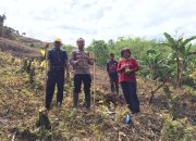 Bhabinkamtibmas Polsek Matangnga  Monitoring Penanaman Jagung Warga di Desa Tapua, Dukung Ketahanan Pangan Nasional