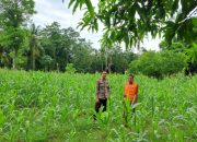 Monitoring Lahan Jagung, Bhabinkamtibmas Desa Mammi Dukung Ketahanan Pangan