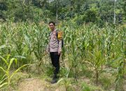 Bhabinkamtibmas Desa Mirring Monitoring Lahan Jagung, Dukung Program Ketahanan Pangan