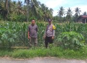 Bhabinkamtibmas Desa Rappang Polsek Tapango Monitoring Tanaman Jagung Warga Binaan
