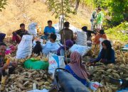 Panen Jagung di Tutar, Bhabinkamtibmas Dampingi Petani Wujudkan Ketahanan Pangan