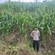 Bhabinkamtibmas Desa Bulo Monitoring Lahan Jagung, Siap Kawal Penjualan ke Bulog