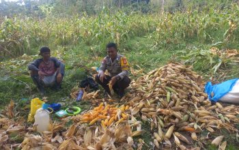 Dukung Swasembada Pangan, Bhabinkamtibmas Desa Amola Dampingi Panen Jagung Warga Binaan