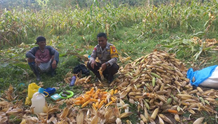 Dukung Swasembada Pangan, Bhabinkamtibmas Desa Amola Dampingi Panen Jagung Warga Binaan