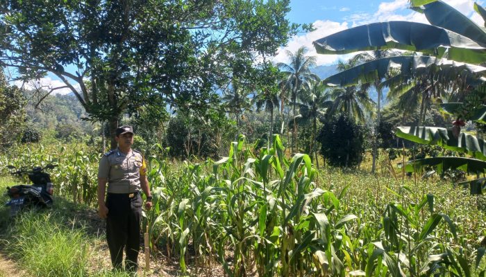 Bhabinkamtibmas Desa Amola Monitoring Lahan Jagung, Dukung Swasembada Pangan