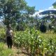 Bhabinkamtibmas Desa Amola Monitoring Lahan Jagung, Dukung Swasembada Pangan