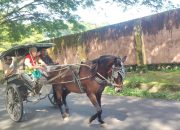 Kajari Polman Keliling Naik Bendi, Langkah Unik Dukung Pelestarian  Transportasi Lokal dan Wisata Daerah