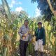 Bhabinkamtibmas Desa Amola Laksanakan Sambang dan Panen Jagung Bersama Warga