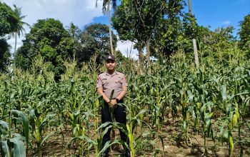 Bhabinkamtibmas Madatte Monitoring Lahan Jagung, Siap Kawal Penjualan Hasil Panen ke Bulog