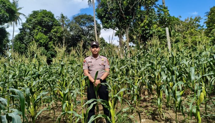 Bhabinkamtibmas Madatte Monitoring Lahan Jagung, Siap Kawal Penjualan Hasil Panen ke Bulog