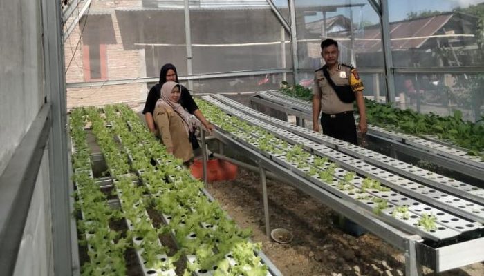Bhabinkamtibmas Wonomulyo Sambangi KWT Sumberjo, Dukung Pengembangan Hidroponik
