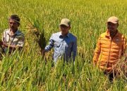 Bupati Samsul Mahmud Hadiri Tudang Sipulung, Dorong Produksi Padi dan Kesejahteraan Petani
