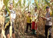 Bhabinkamtibmas Desa Ba’ba Tapua Dampingi Warga Panen Jagung di Dusun Saludadeko