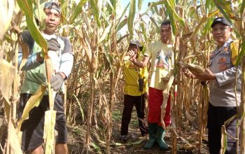 Bhabinkamtibmas Desa Ba’ba Tapua Dampingi Warga Panen Jagung di Dusun Saludadeko