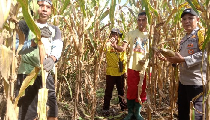 Bhabinkamtibmas Desa Ba’ba Tapua Dampingi Warga Panen Jagung di Dusun Saludadeko