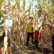 Bhabinkamtibmas Desa Ba’ba Tapua Dampingi Warga Panen Jagung di Dusun Saludadeko