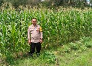 Bhabinkamtibmas Desa Batetangnga Monitoring Lahan Jagung Petani di Dusun Kanang