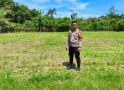 Bhabinkamtibmas Kelurahan Madatte Monitoring Lahan Jagung Warga Dukung Ketahanan Pangan