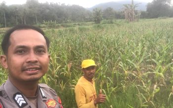 Bhabinkamtibmas Desa Tapua Polsek Matangnga Monitoring Lahan Jagung Warga di Dusun Salulambu