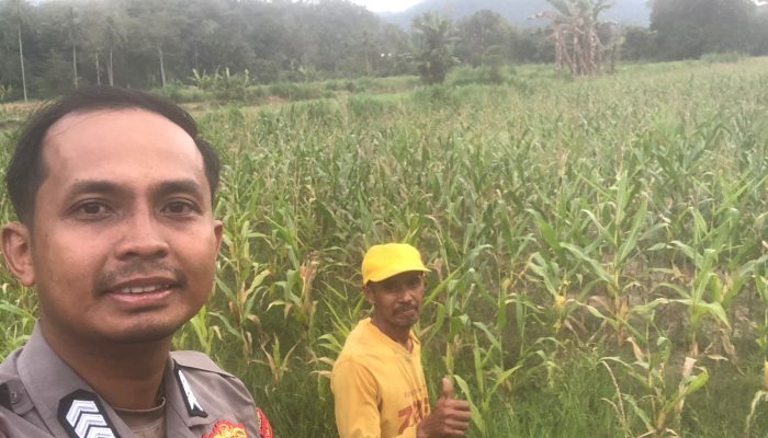 Bhabinkamtibmas Desa Tapua Polsek Matangnga Monitoring Lahan Jagung Warga di Dusun Salulambu
