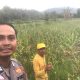 Bhabinkamtibmas Desa Tapua Polsek Matangnga Monitoring Lahan Jagung Warga di Dusun Salulambu