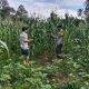 Bhabinkamtibmas Desa Ba’ba Polsek Matangnga Tapua Monitoring Lahan Jagung Warga di Dusun Saludadeko