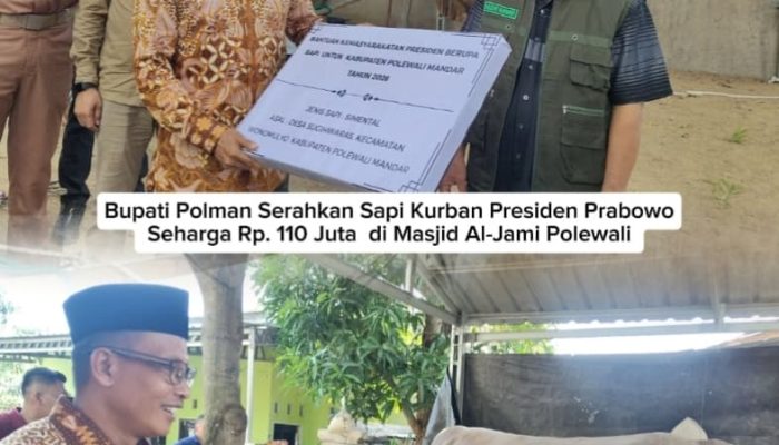Bupati Polman Serahkan Sapi Kurban Presiden Prabowo Seharga Rp. 110 Juta  di Masjid Al-Jami Polewali