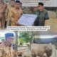 Bupati Polman Serahkan Sapi Kurban Presiden Prabowo Seharga Rp. 110 Juta  di Masjid Al-Jami Polewali