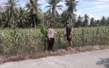 Bhabinkamtibmas Desa Rappang Monitoring Tanaman Jagung dan Edukasi Petani Jual Hasil Panen ke Bulog