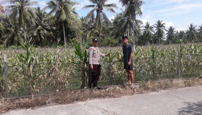 Bhabinkamtibmas Desa Rappang Monitoring Tanaman Jagung dan Edukasi Petani Jual Hasil Panen ke Bulog