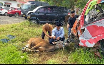 Polres Polewali Mandar Gelar Penyembelihan Hewan Qurban Idul Adha 1447 H