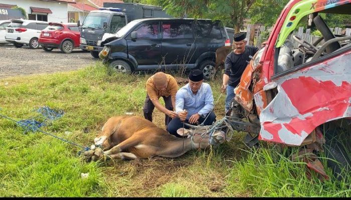 Polres Polewali Mandar Gelar Penyembelihan Hewan Qurban Idul Adha 1447 H
