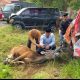Polres Polewali Mandar Gelar Penyembelihan Hewan Qurban Idul Adha 1447 H